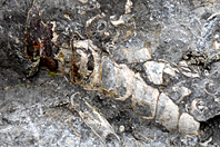 Turritella sp. Turritella sp.